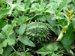 Image result for Cucumis myriocarpus
