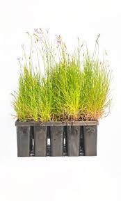 Image result for Wahlenbergia paludicola