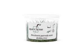 Image result for Xyris parvula