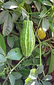 Image result for Telfairia