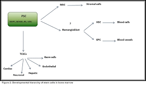 Pluripotent Stem Cells In Bone Marrow And Cord Blood