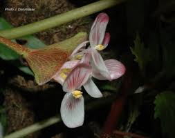 Image result for Begonia poculifera