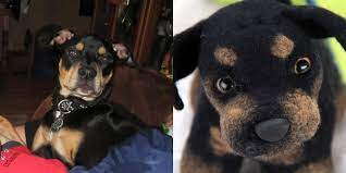 Samples Of Our Custom Stuffed Dogs Custom Stuffed Animal Dog Stuffed Animal Animals