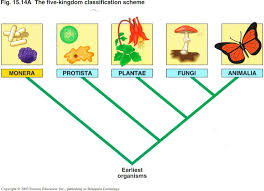 72 Judicious 5 Kingdoms Of Classification