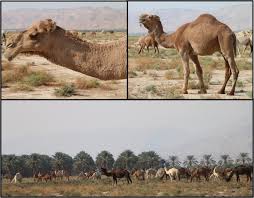 One ounce of meat is about the size of your thumb; Camelids New Players In The International Animal Production Context Springerlink