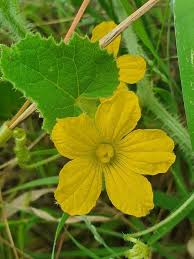 Image result for Cucumis engleri