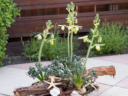 Maybe you would like to learn more about one of these? Albuca Spiralis Frizzle Sizzle World Of Succulents