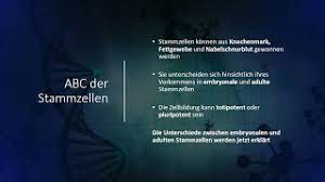 Stammzellen Abc I Embryonale Versus Adulte Stammzellen Youtube