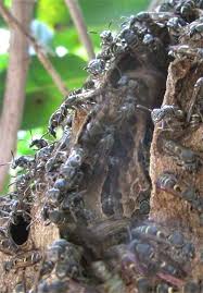 The mexican honey wasp (which is actually 16 different species, at least one of which is in parts of the u.s.) make honey. Paper Wasp