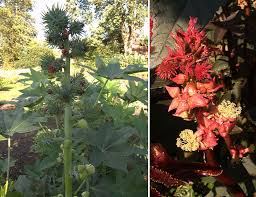 Image result for Euphorbiaceae