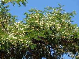 Image result for Acacia sieberiana