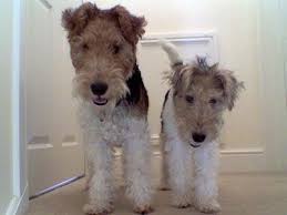 Wire Fox Terrier Dog Breed Information And Pictures Fox Terrier Puppy Fox Terrier Wire Fox Terrier