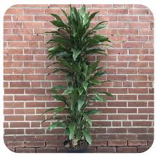 Image result for Dracaena steudneri
