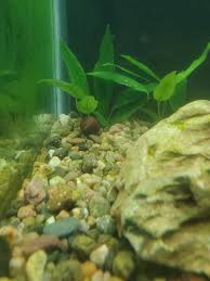 We did not find results for: What Are These White Spots No Fish In The Tank Have White Spots Just The Rocks Aquariums