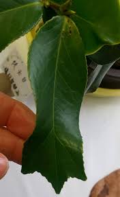 椿 美術館 その2 加賀っち部屋