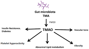 Nutrients | Free Full-Text | Role of Gut Microbiota and Their Metabolites  on Atherosclerosis, Hypertension and Human Blood Platelet Function: A Review