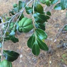 Image result for Erica whyteana