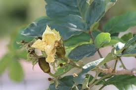 Image result for Fernandoa