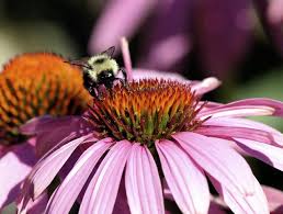 Mutualism is a common type of ecological interaction. Mutualism And Commensalism Schoolworkhelper