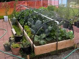 Pin By Tina Blackburn On Yard Sanctuary Backyard Vegetable Gardens Backyard Garden Growing Food