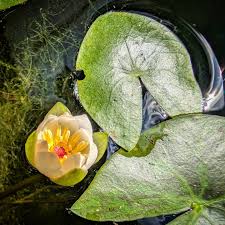 Image result for Aristolochia triactina