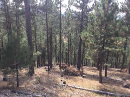 It basically pulls that wood back up to it's original level. Rattlesnake Debris Burning To Start This Week Local News Missoulian Com