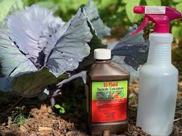 Mix with 3 ½ cups of wheat flour. 7 Organic Pesticides And Their Uses The Beginner S Garden