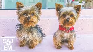 Priceless yorkie puppy yorkshire terrier puppies at play. Amazing Teacup Yorkie Transformation Youtube
