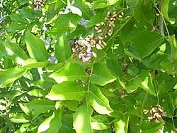 Image result for Millettia usaramensis