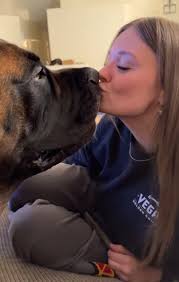 Bowser The Mastiff and Sister