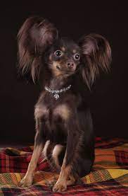 Adel Onze Teven Nederlands Russkiy Toy Russian Toy Terrier Cute Dogs Rare Dog Breeds