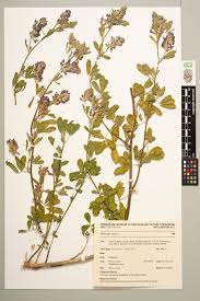 Image result for Medicago laciniata