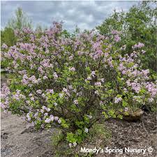 Image result for Syringa meyeri ´Palibin