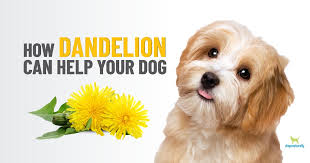 The leaf material can be eaten as a salad; Dandelion For Dogs Much More Than A Weed Dogs Naturally