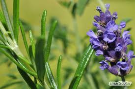 Diese gartendeko ist beweglich und kann. Pflegeleichte Pflanzen Fur Gartenanfanger Gemuse Krauter Blumen