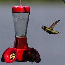 Positioning a mister to spray nearby broad leaves is the most effective way to provide water to hummingbirds. Hummingbirds Spotted Wing Drosophila