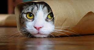 ruyada kedi gormek ne anlama gelir kedi esprileri cute kittens komik hayvanlar