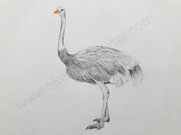 Birds That Cannot Fly Images Do You Know How To Draw A Ostrich In This Tutorial We Will Teach You Ostriches Are Birds That Cannot Fly And They A Drawings Ostriches Birds That Cannot Fly