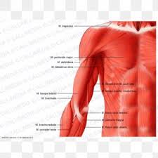 The human shoulder is made up of three bones: Shoulder Muscle Arm Human Anatomy Human Body Png 600x600px Watercolor Cartoon Flower Frame Heart Download Free
