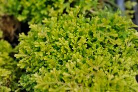 Image result for Selaginella kraussiana