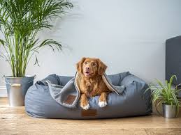 How many pet friendly listings are in your city? Essential Etiquette For A Pet Friendly Airbnb Take Your Pet