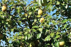 Miragem / fato consumado (ao vivo). Pera Arvore Frutas Natureza Fruta Pereira Arvore Frutifera Pikist