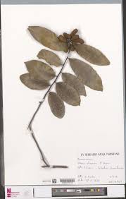 Image result for Euclasta condylotricha