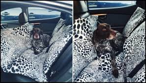 While most other dog car hammocks listed here are somewhat big, this one has the largest size, with the xl measuring at 63x65″. How To Make A Dog Hammock For Your Car Craft Projects For Every Fan