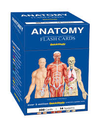 Fema torso anatomy reference for artists to show the model. Buy Anatomy Flash Cards A Quickstudy Reference Tool Quickstudy Flash Cards Book Online At Low Prices In India Anatomy Flash Cards A Quickstudy Reference Tool Quickstudy Flash Cards Reviews Ratings