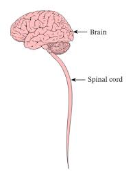 The brain and the spinal cord. Lesson Explainer Organization Of The Nervous System Nagwa