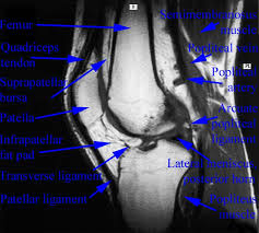 Injuries such as anterior cruciate ligament, meniscus and rotator cuff tears are all easily diagnosed when there is a firm understanding and knowledge of human anatomy. Department Of Anatomy Med Univ Of Warsaw Poland Knee Mri Scan 40