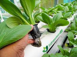 Jika menggunakan cocopeat, sayuran daun terus boleh disemai ke bekas tanaman. Cara Menanam Hidroponik Dari Pembibitan Sampai Panen Hidroponik Store Hidroponik Berkebun Hidroponik Menanam Sayuran