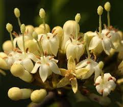 Image result for Keetia gueinzii