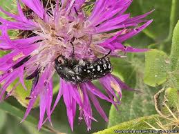 Image result for Tropinota hirta